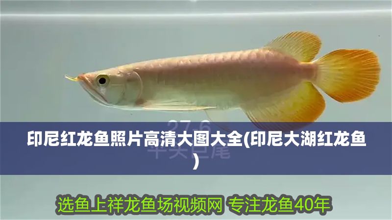 詳細(xì)閱讀:印尼紅龍魚照片高清大圖大全(印尼大湖紅龍魚) 印尼紅龍魚照片高清大圖大全(印尼大湖紅龍魚)