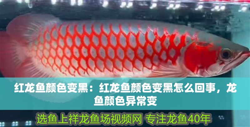 紅龍魚顏色變黑：紅龍魚顏色變黑怎么回事，龍魚顏色異常變