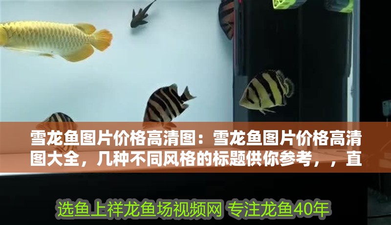 雪龍魚圖片價格高清圖：雪龍魚圖片價格高清圖大全，幾種不同風格的標題供你參考，，直白實用風，雪龍魚高清圖片及價格全覽，吸引眼球風，驚艷！雪龍魚高清美圖與詳細價格大揭秘，簡潔明了風，雪龍魚高清圖鑒+