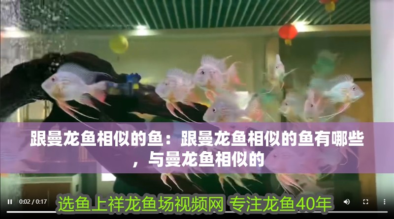 跟曼龍魚相似的魚：跟曼龍魚相似的魚有哪些，與曼龍魚相似的