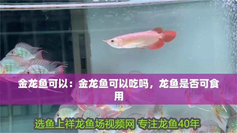 金龍魚可以：金龍魚可以吃嗎，龍魚是否可食用 金龍魚可以：金龍魚可以吃嗎，龍魚是否可食用 水族問答