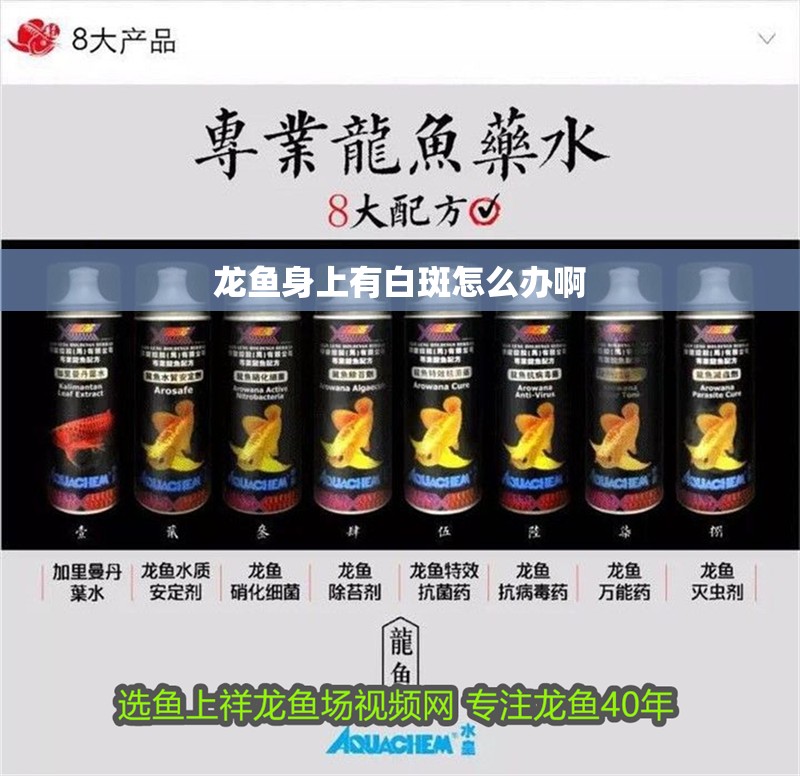 龍魚身上有白斑怎么辦啊