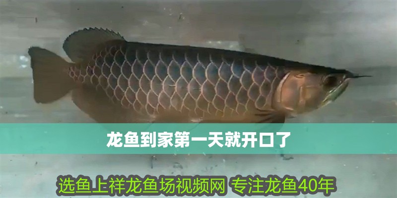龍魚到家第一天就開口了 龍魚百科 第2張 龍魚到家第一天就開口了 龍魚到家第一天就開口了 龍魚百科 第2張