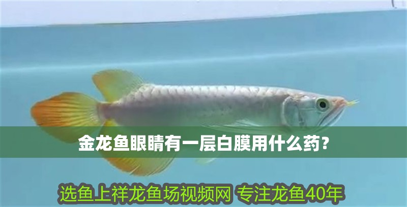 金龍魚眼睛有一層白膜用什么藥？