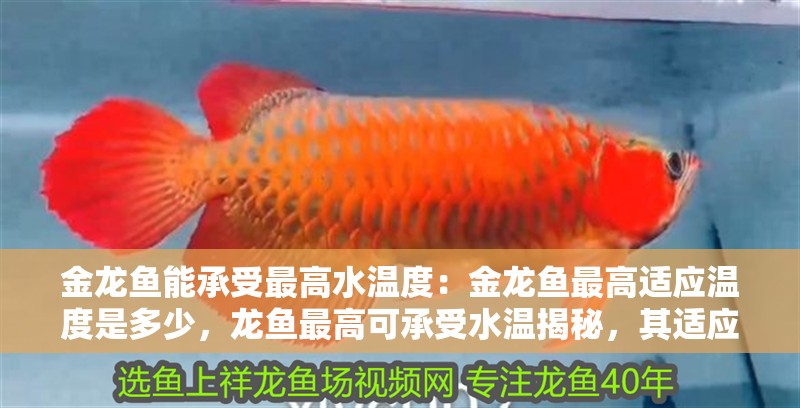 金龍魚能承受最高水溫度：金龍魚最高適應溫度是多少，龍魚最高可承受水溫揭秘，其適應的極限溫度究竟是 金龍魚能承受最高水溫度：金龍魚最高適應溫度是多少，龍魚最高可承受水溫揭秘，其適應的極限溫度究竟是 水族問答