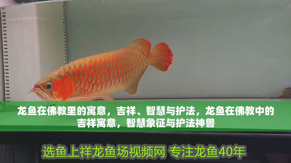 龍魚在佛教里的寓意，吉祥、智慧與護法，龍魚在佛教中的吉祥寓意，智慧象征與護法神獸