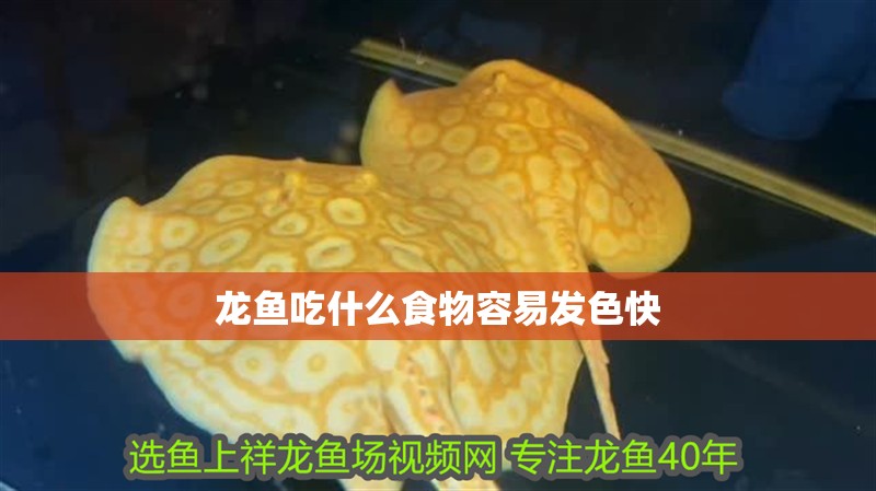 龍魚吃什么食物容易發色快