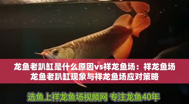 龍魚(yú)老趴缸是什么原因vs祥龍魚(yú)場(chǎng)：祥龍魚(yú)場(chǎng)龍魚(yú)老趴缸現(xiàn)象與祥龍魚(yú)場(chǎng)應(yīng)對(duì)策略