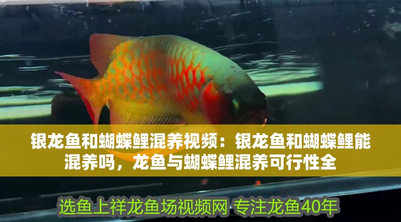 銀龍魚和蝴蝶鯉混養視頻：銀龍魚和蝴蝶鯉能混養嗎，龍魚與蝴蝶鯉混養可行性全 銀龍魚和蝴蝶鯉混養視頻：銀龍魚和蝴蝶鯉能混養嗎，龍魚與蝴蝶鯉混養可行性全 水族問答