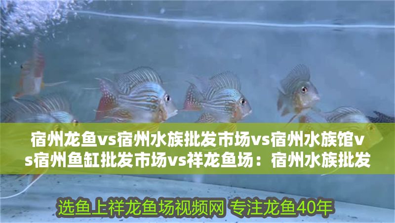 宿州龍魚vs宿州水族批發(fā)市場(chǎng)vs宿州水族館vs宿州魚缸批發(fā)市場(chǎng)vs祥龍魚場(chǎng):宿州水族批發(fā)市場(chǎng) 祥龍魚場(chǎng)各市分站 第2張 宿州龍魚vs宿州水族批發(fā)市場(chǎng)vs宿州水族館vs宿州魚缸批發(fā)市場(chǎng)vs祥龍魚場(chǎng):宿州水族批發(fā)市場(chǎng) 宿州龍魚vs宿州水族批發(fā)市場(chǎng)vs宿州水族館vs宿州魚缸批發(fā)市場(chǎng)vs祥龍魚場(chǎng):宿州水族批發(fā)市場(chǎng) 祥龍魚場(chǎng)各市分站 第2張