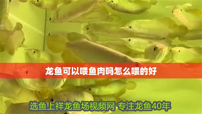 龍魚(yú)可以喂魚(yú)肉嗎怎么喂的好