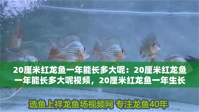 20厘米紅龍魚一年能長多大呢：20厘米紅龍魚一年能長多大呢視頻，20厘米紅龍魚一年生長速度