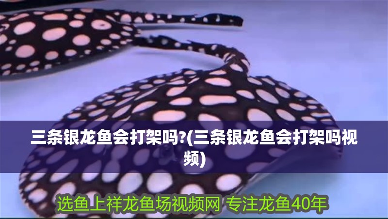 三條銀龍魚會打架嗎?(三條銀龍魚會打架嗎視頻)