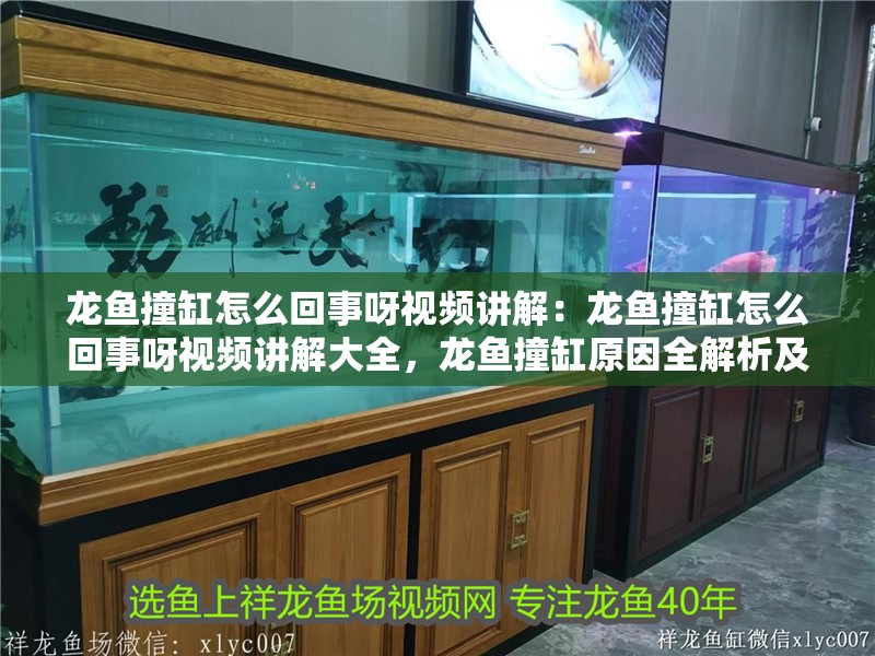 龍魚撞缸怎么回事呀視頻講解：龍魚撞缸怎么回事呀視頻講解大全，龍魚撞缸原因全解析及視頻