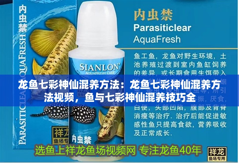 龍魚七彩神仙混養(yǎng)方法：龍魚七彩神仙混養(yǎng)方法視頻，魚與七彩神仙混養(yǎng)技巧全