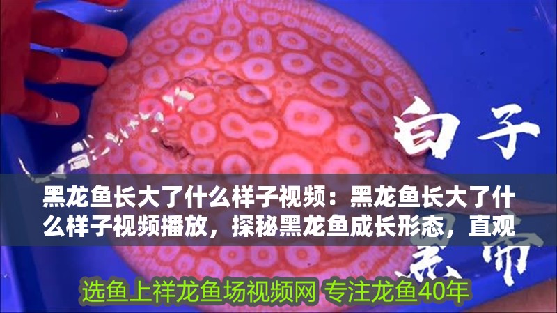 底濾魚缸底砂的選擇和養護技巧：如何選擇魚缸底砂