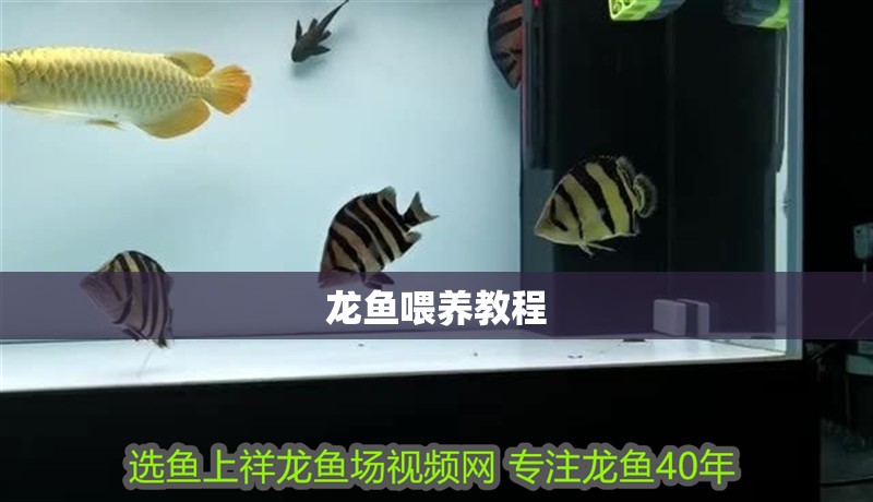 龍魚喂養教程