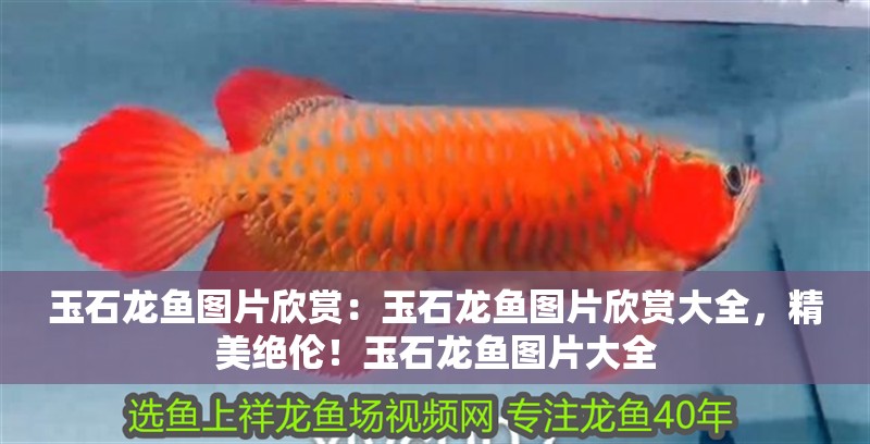玉石龍魚圖片欣賞：玉石龍魚圖片欣賞大全，精美絕倫！玉石龍魚圖片大全