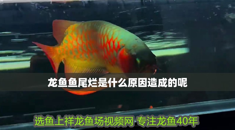 龍魚魚尾爛是什么原因造成的呢