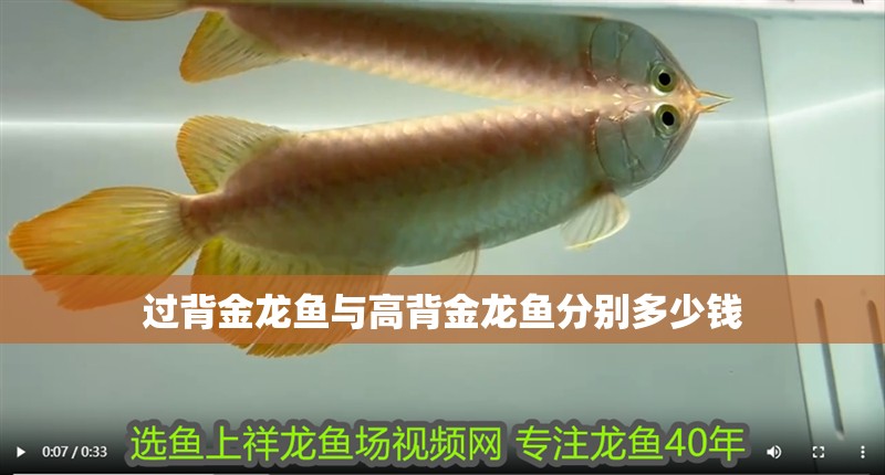 過背金龍魚與高背金龍魚分別多少錢