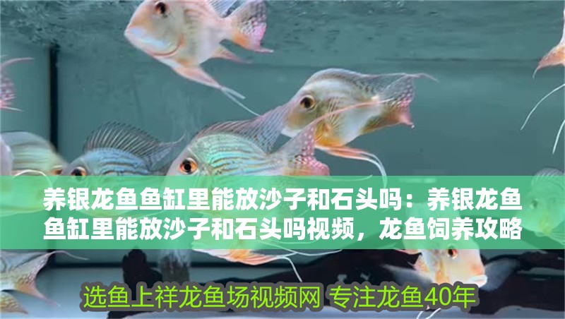 養銀龍魚魚缸里能放沙子和石頭嗎：養銀龍魚魚缸里能放沙子和石頭嗎視頻，龍魚飼養攻略，魚缸內能否放置 養銀龍魚魚缸里能放沙子和石頭嗎：養銀龍魚魚缸里能放沙子和石頭嗎視頻，龍魚飼養攻略，魚缸內能否放置 水族問答