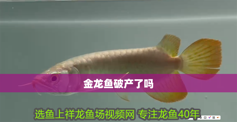 金龍魚破產了嗎