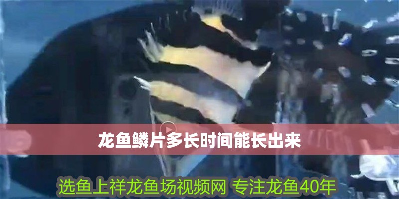 龍魚鱗片多長時間能長出來 龍魚鱗片多長時間能長出來 龍魚百科 第4張