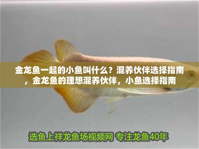 金龍魚一起的小魚叫什么？混養伙伴選擇指南，金龍魚的理想混養伙伴，小魚選擇指南