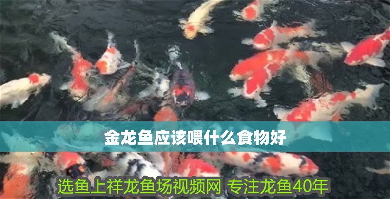 金龍魚應(yīng)該喂什么食物好 金龍魚應(yīng)該喂什么食物好 龍魚百科 第2張