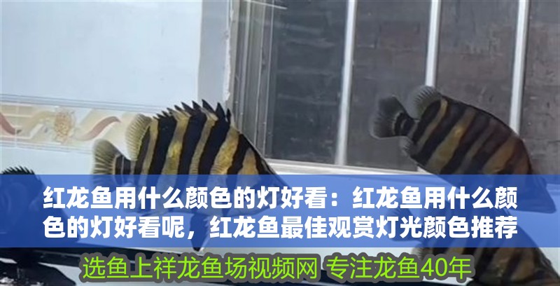 紅龍魚用什么顏色的燈好看：紅龍魚用什么顏色的燈好看呢，紅龍魚最佳觀賞燈光顏色推薦 紅龍魚用什么顏色的燈好看：紅龍魚用什么顏色的燈好看呢，紅龍魚最佳觀賞燈光顏色推薦 水族問答