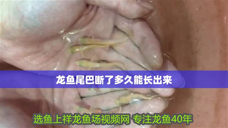 龍魚尾巴斷了多久能長出來