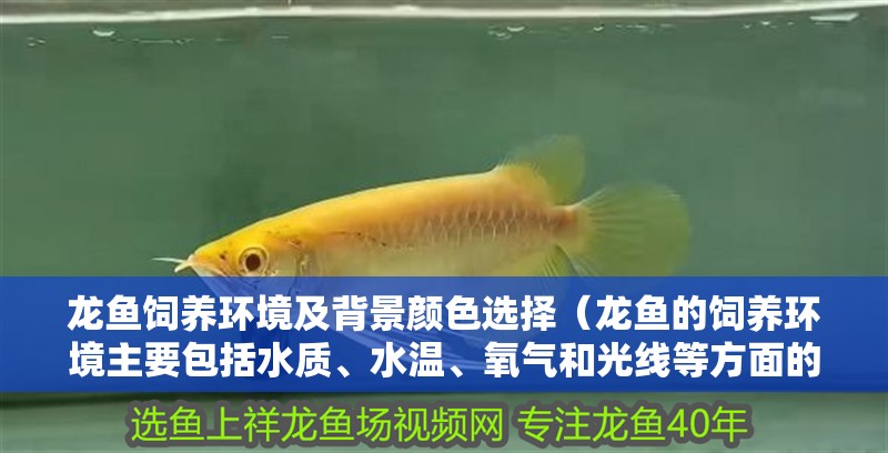 龍魚飼養環境及背景顏色選擇（龍魚的飼養環境主要包括水質、水溫、氧氣和光線等方面的要求） 龍魚飼養環境及背景顏色選擇（龍魚的飼養環境主要包括水質、水溫、氧氣和光線等方面的要求） 龍魚百科 第2張