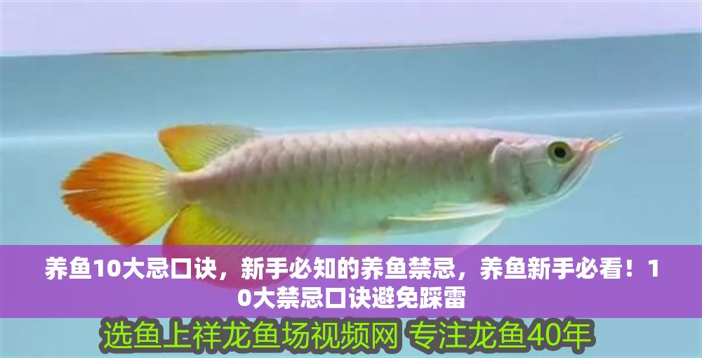 養魚10大忌口訣，新手必知的養魚禁忌，養魚新手必看！10大禁忌口訣避免踩雷