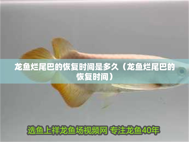 龍魚爛尾巴的恢復時間是多久（龍魚爛尾巴的恢復時間）