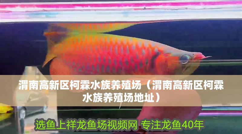 渭南高新區(qū)柯霖水族養(yǎng)殖場（渭南高新區(qū)柯霖水族養(yǎng)殖場地址）