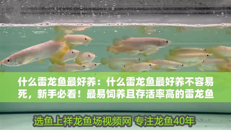 什么雷龍魚最好養：什么雷龍魚最好養不容易死，新手必看！最易飼養且存活率高的雷龍魚 什么雷龍魚最好養：什么雷龍魚最好養不容易死，新手必看！最易飼養且存活率高的雷龍魚 水族問答