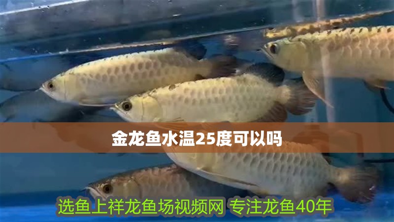 金龍魚水溫25度可以嗎