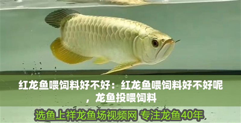 紅龍魚喂飼料好不好：紅龍魚喂飼料好不好呢，龍魚投喂飼料