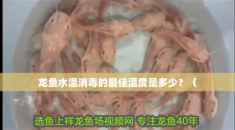 龍魚水溫消毒的最佳溫度是多少？（ 龍魚水溫消毒的最佳溫度是多少？（ 龍魚百科 第2張