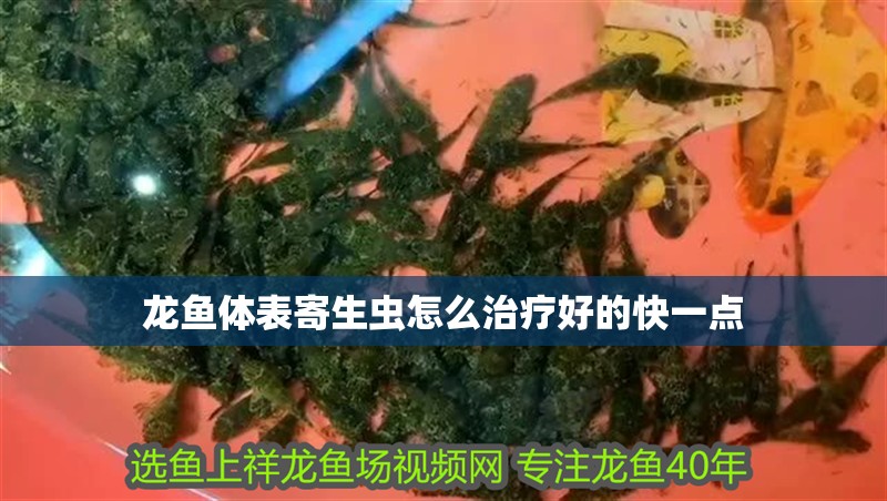 龍魚體表寄生蟲怎么治療好的快一點 龍魚體表寄生蟲怎么治療好的快一點 龍魚百科 第2張
