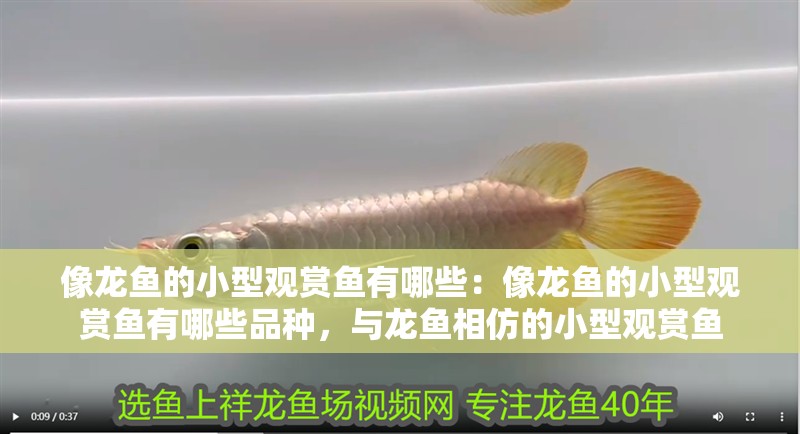 像龍魚的小型觀賞魚有哪些：像龍魚的小型觀賞魚有哪些品種，與龍魚相仿的小型觀賞魚 像龍魚的小型觀賞魚有哪些：像龍魚的小型觀賞魚有哪些品種，與龍魚相仿的小型觀賞魚 水族問答