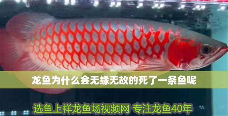 龍魚(yú)為什么會(huì)無(wú)緣無(wú)故的死了一條魚(yú)呢