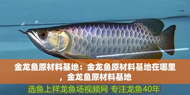金龍魚原材料基地：金龍魚原材料基地在哪里，金龍魚原材料基地
