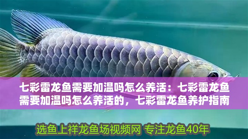 七彩雷龍魚需要加溫嗎怎么養活：七彩雷龍魚需要加溫嗎怎么養活的，七彩雷龍魚養護指南，加溫需求與科學飼養 七彩雷龍魚需要加溫嗎怎么養活：七彩雷龍魚需要加溫嗎怎么養活的，七彩雷龍魚養護指南，加溫需求與科學飼養 水族問答