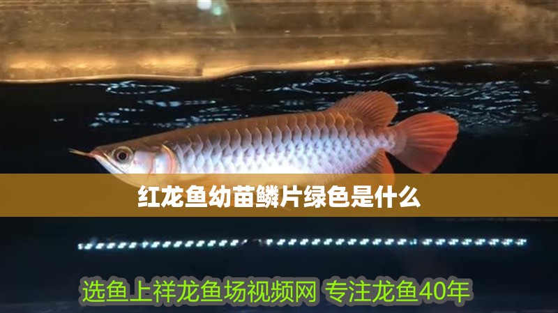 紅龍魚幼苗鱗片綠色是什么