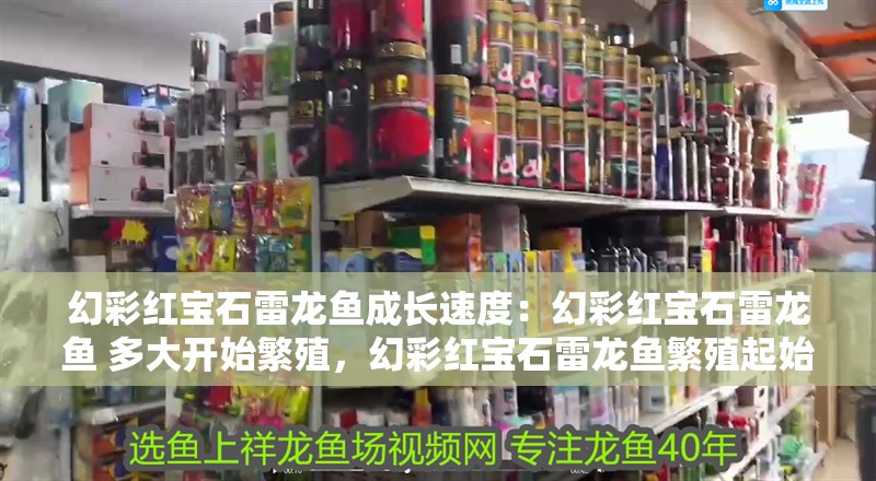 幻彩紅寶石雷龍魚成長速度：幻彩紅寶石雷龍魚 多大開始繁殖，幻彩紅寶石雷龍魚繁殖起始