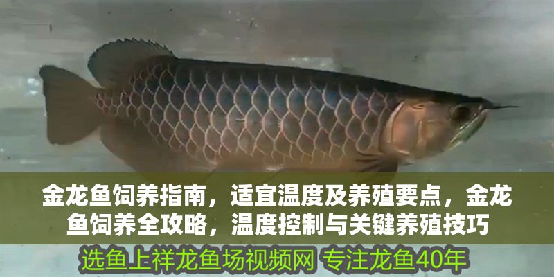 金龍魚飼養指南，適宜溫度及養殖要點，金龍魚飼養全攻略，溫度控制與關鍵養殖技巧