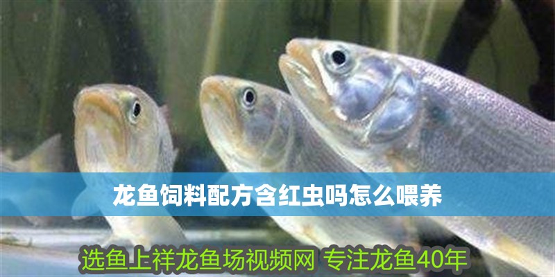 龍魚飼料配方含紅蟲嗎怎么喂養