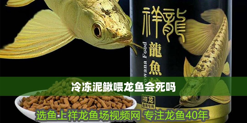 冷凍泥鰍喂龍魚會死嗎