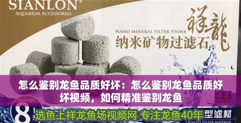 怎么鑒別龍魚品質好壞：怎么鑒別龍魚品質好壞視頻，如何精準鑒別龍魚 怎么鑒別龍魚品質好壞：怎么鑒別龍魚品質好壞視頻，如何精準鑒別龍魚 水族問答